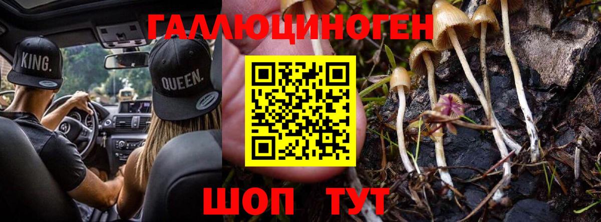 Псилоцибиновые грибы Cubensis Строитель