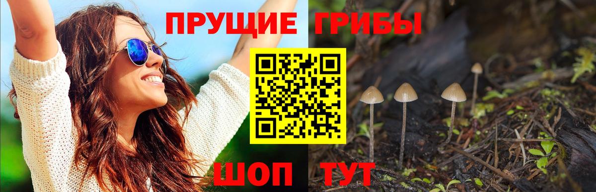 Галлюциногенные грибы GOLDEN TEACHER  купить   Строитель  Псилоцибиновые грибы Psilocybe  Вход с VPN 